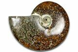Polished Ammonite (Cleoniceras) Fossil - Madagascar #364997-1